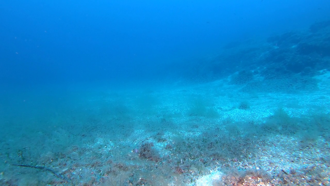 深海——海底的磷虾视频素材