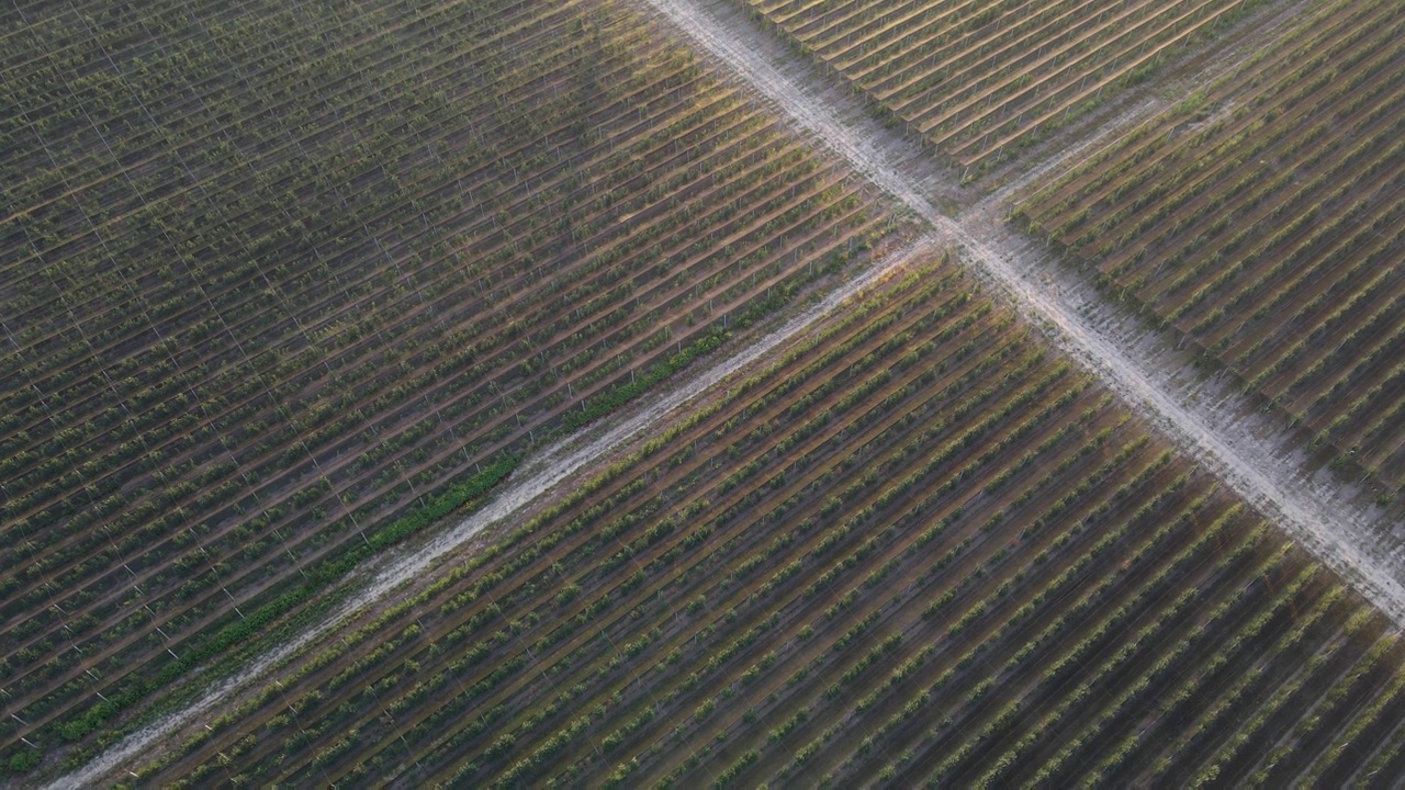 有果树的地块被道路隔开视频素材