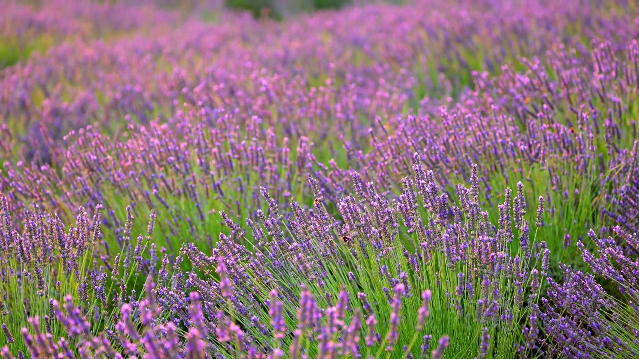 田间薰衣草植株视频素材