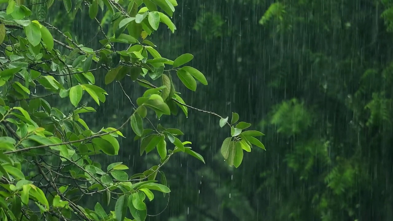 季风或雨天视频素材