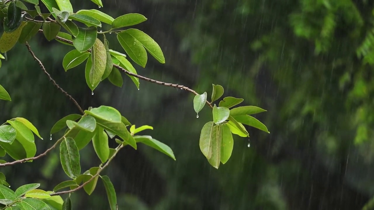 季风或雨天视频素材