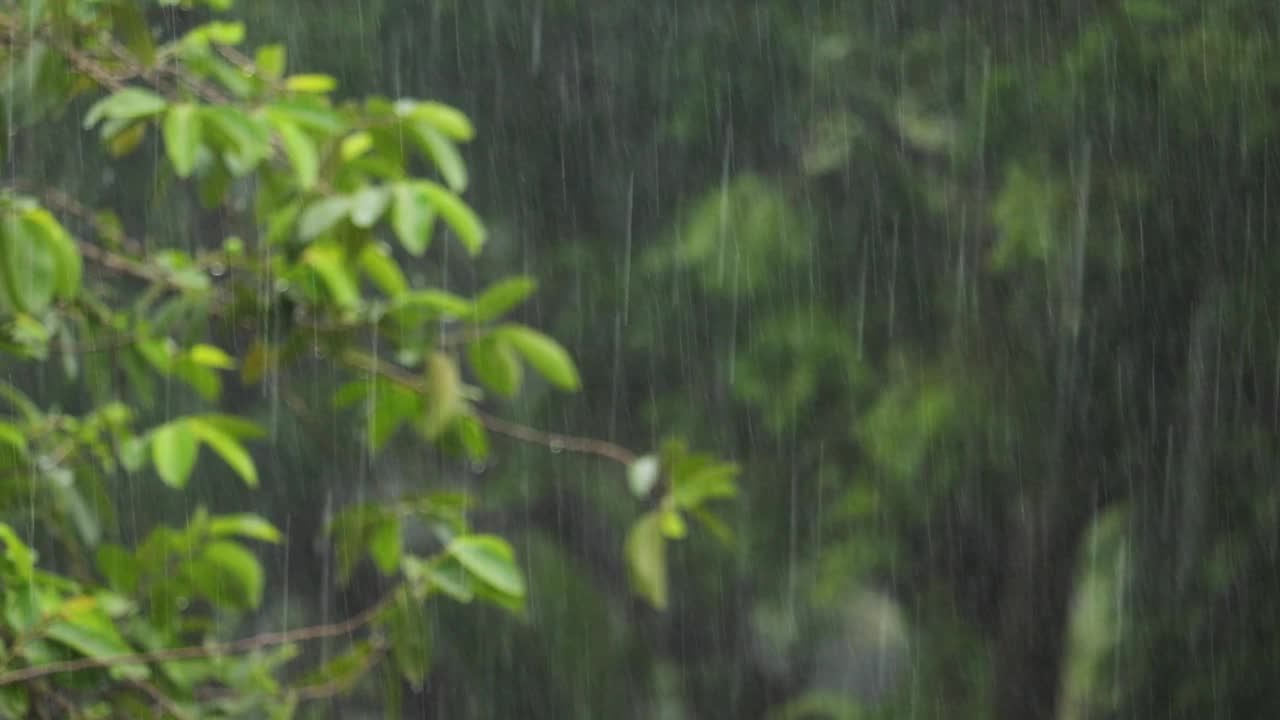 季风或雨天视频素材