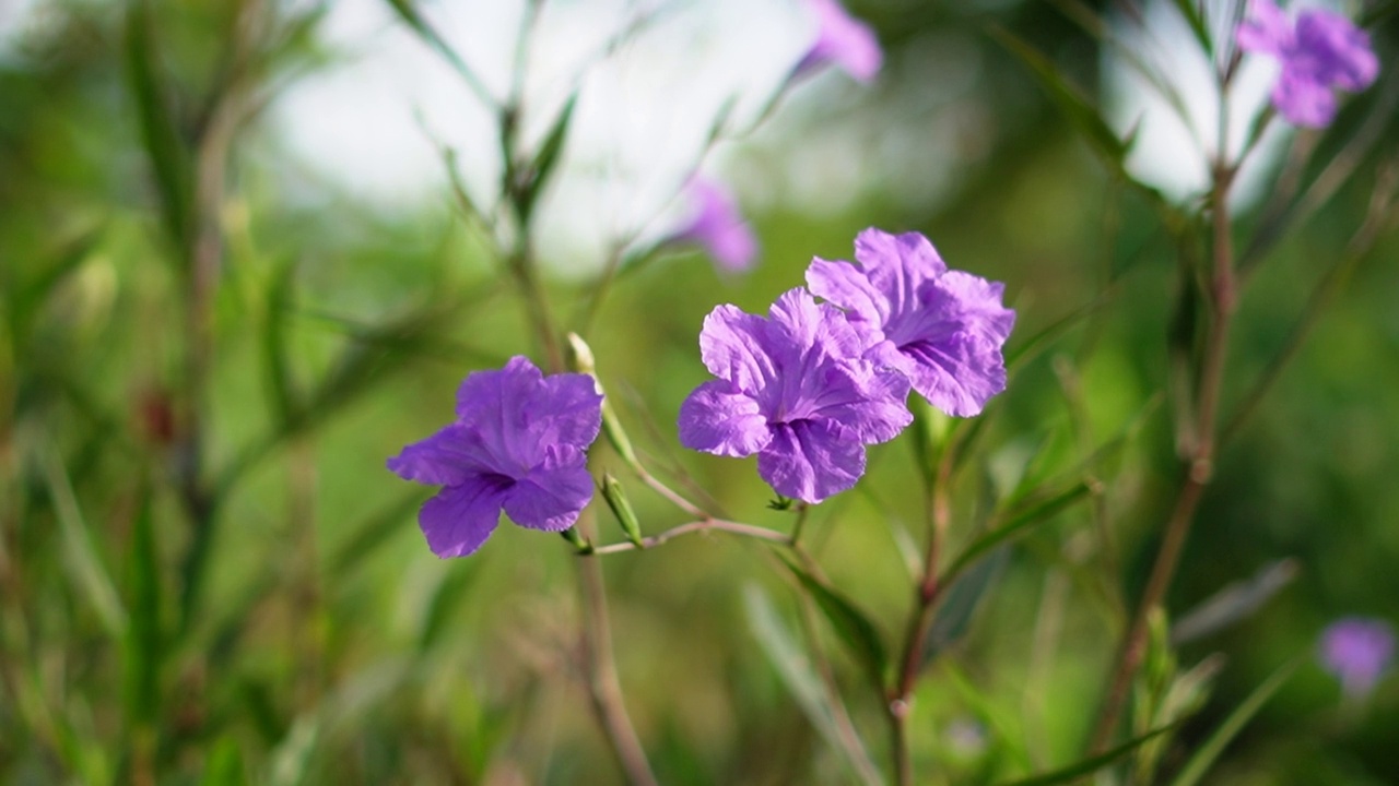 水仙花、水仙花、米尼根、铁根、小白根、爆豆荚、Cracker plant、traino、Toi ting ACANTHACEAE、Britton 's Wild、墨西哥风铃花、矮牵牛紫罗兰花，在自然背景下在花园里盛开视频素材