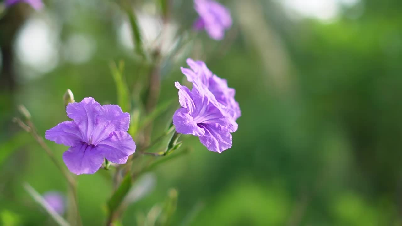 水仙花、水仙花、米尼根、铁根、小白根、爆豆荚、Cracker plant、traino、Toi ting ACANTHACEAE、Britton 's Wild、墨西哥风铃花、矮牵牛紫罗兰花，在自然背景下在花园里盛开视频素材