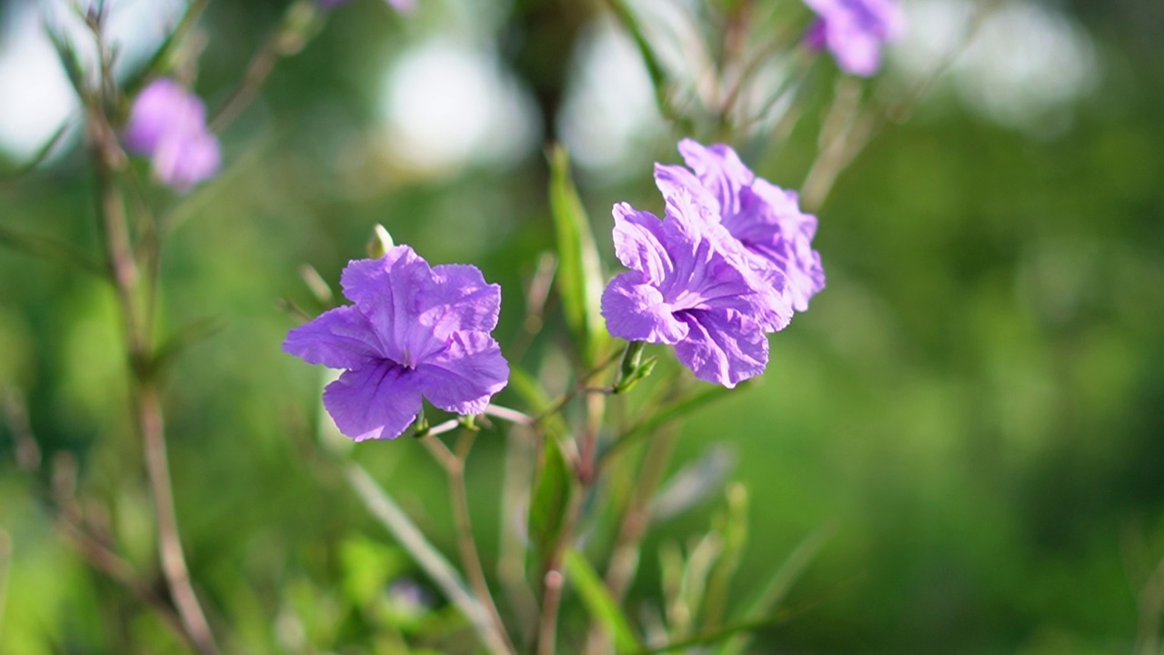 水仙花、水仙花、米尼根、铁根、小白根、爆豆荚、Cracker plant、traino、Toi ting ACANTHACEAE、Britton 's Wild、墨西哥风铃花、矮牵牛紫罗兰花，在自然背景下在花园里盛开视频素材