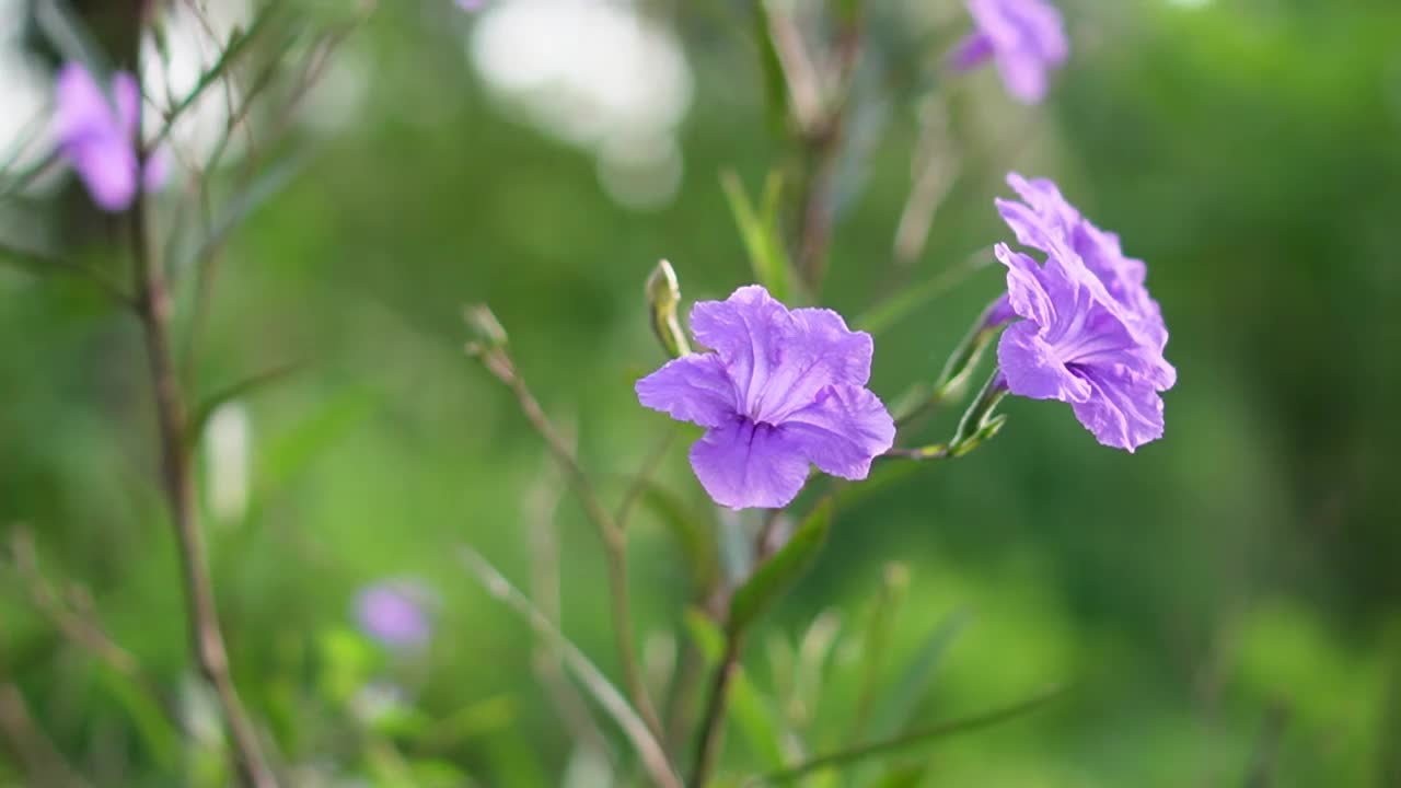 水仙花、水仙花、米尼根、铁根、小白根、爆豆荚、Cracker plant、traino、Toi ting ACANTHACEAE、Britton 's Wild、墨西哥风铃花、矮牵牛紫罗兰花，在自然背景下在花园里盛开视频素材