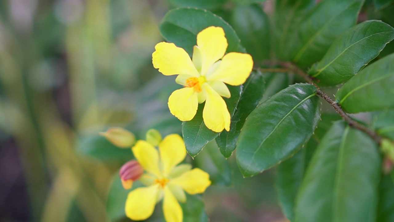 米老鼠黄色的花，学名Ochna kirkii olive。盛开的树在模糊的自然背景视频素材