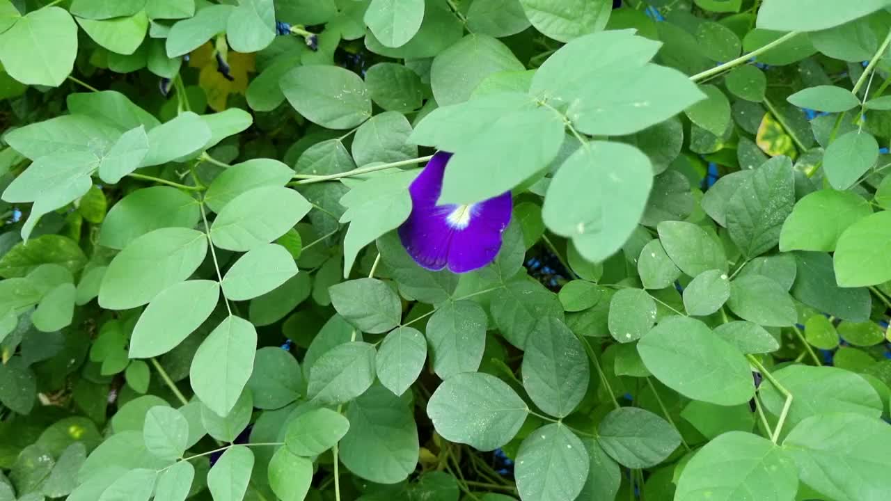 蝴蝶豌豆或蓝铃菜或cordofan豌豆(阴蒂亚)的近照。视频下载