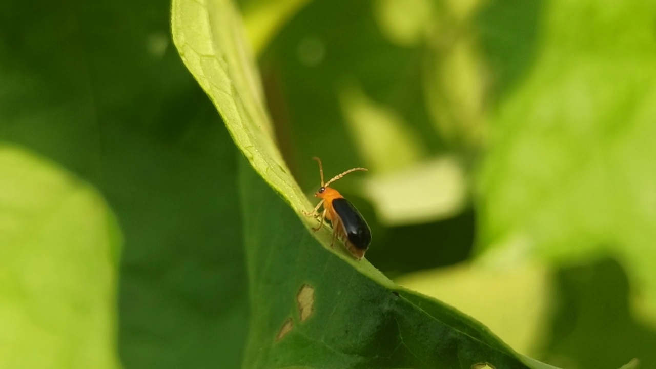 小昆虫视频素材