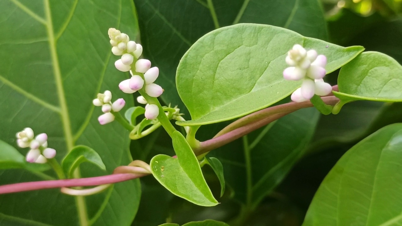 马拉巴菠菜花视频素材