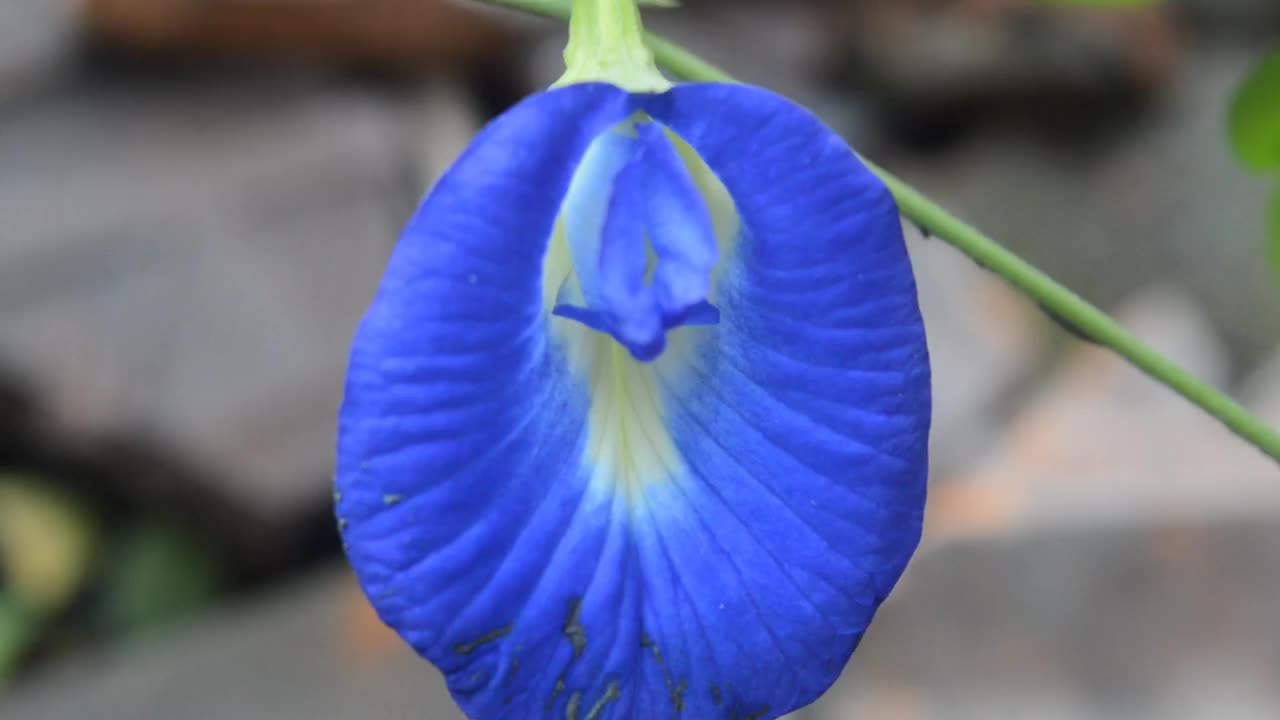 Clitoria ternatea视频素材