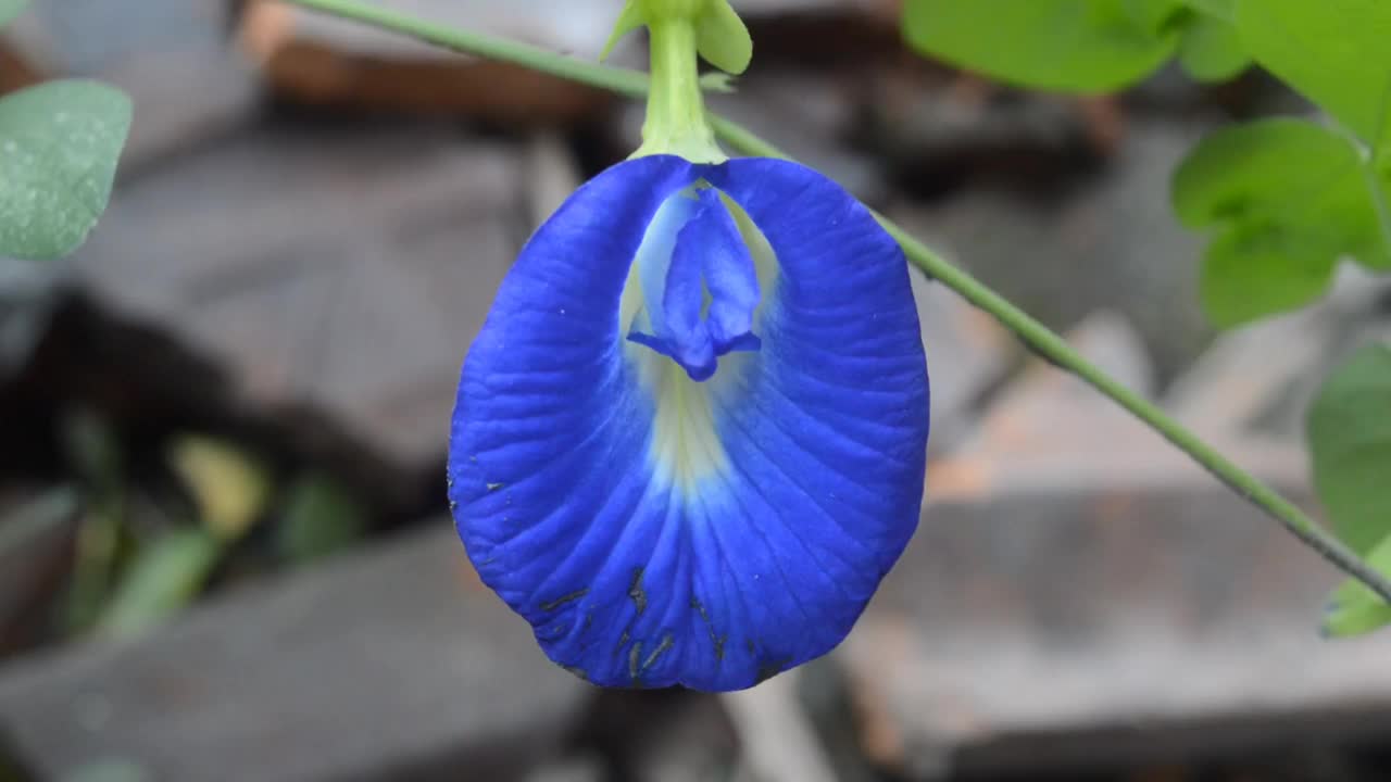 Clitoria ternatea视频素材