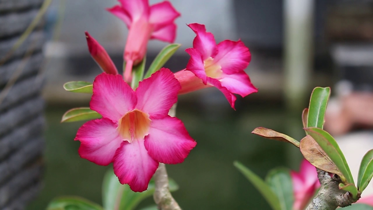 日本山茶或茶树属花视频素材