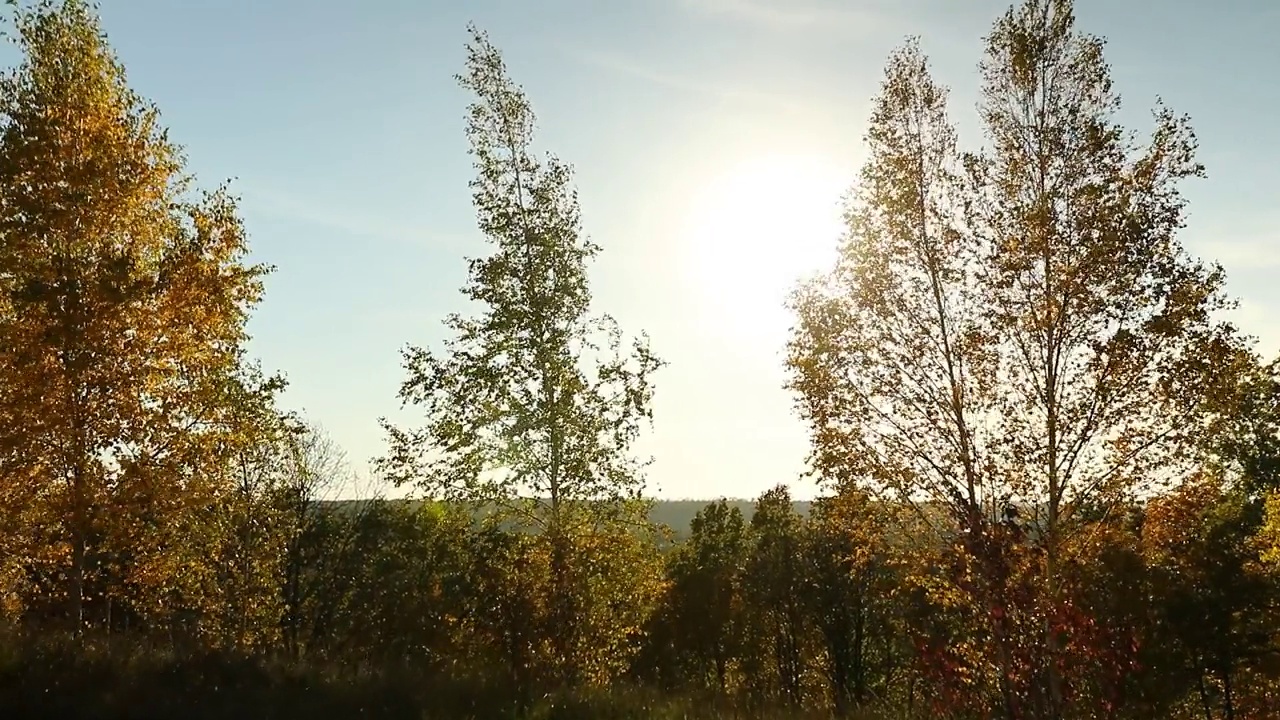 美丽的黄叶秋景，多风视频素材