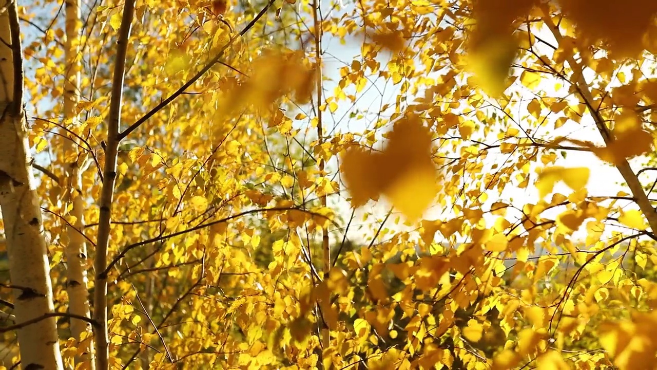 美丽的黄叶秋景，多风视频素材