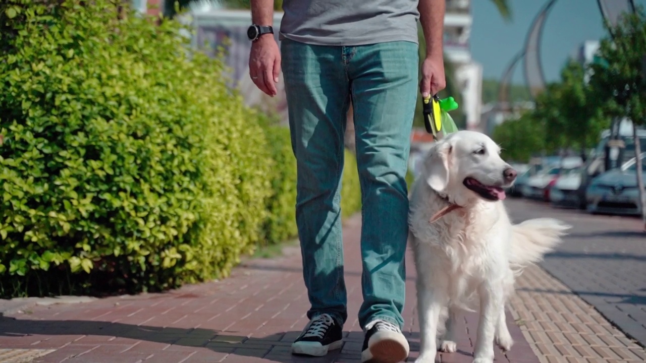 夏天，一名男子带着他快乐的宠物金毛猎犬在街上散步。视频素材