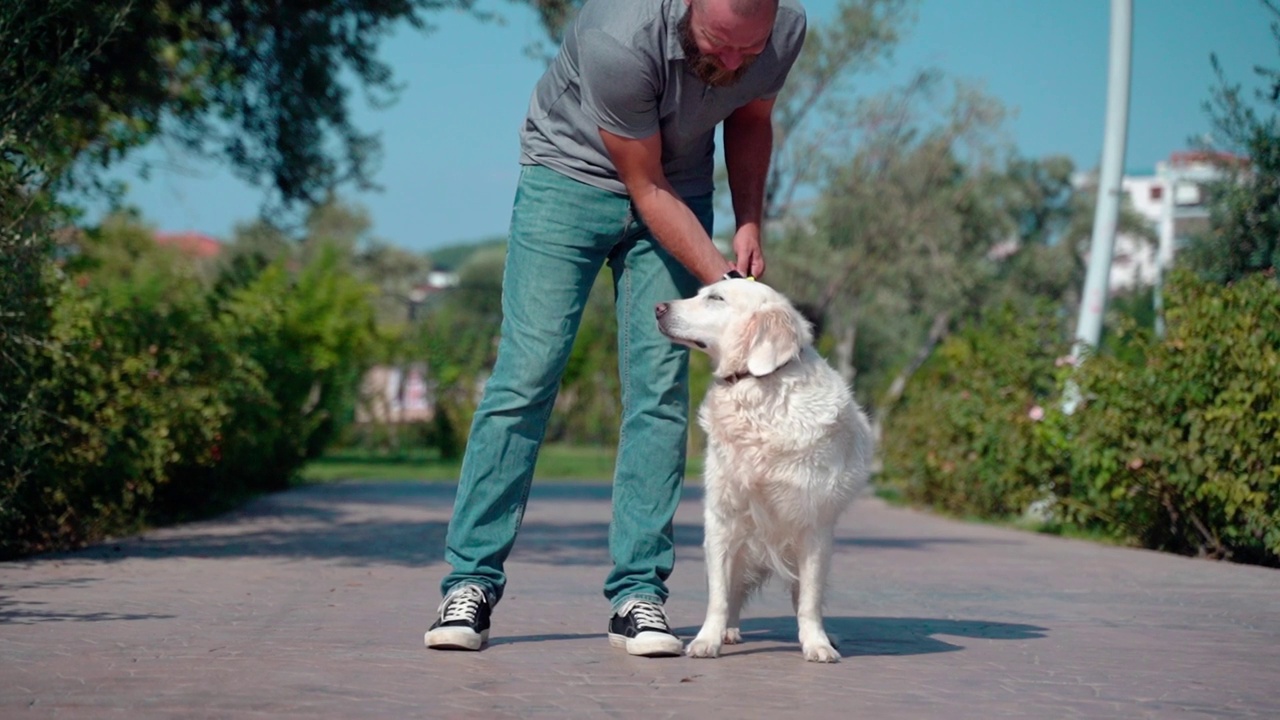 夏天，一名男子带着他快乐的宠物金毛猎犬在街上散步。视频素材