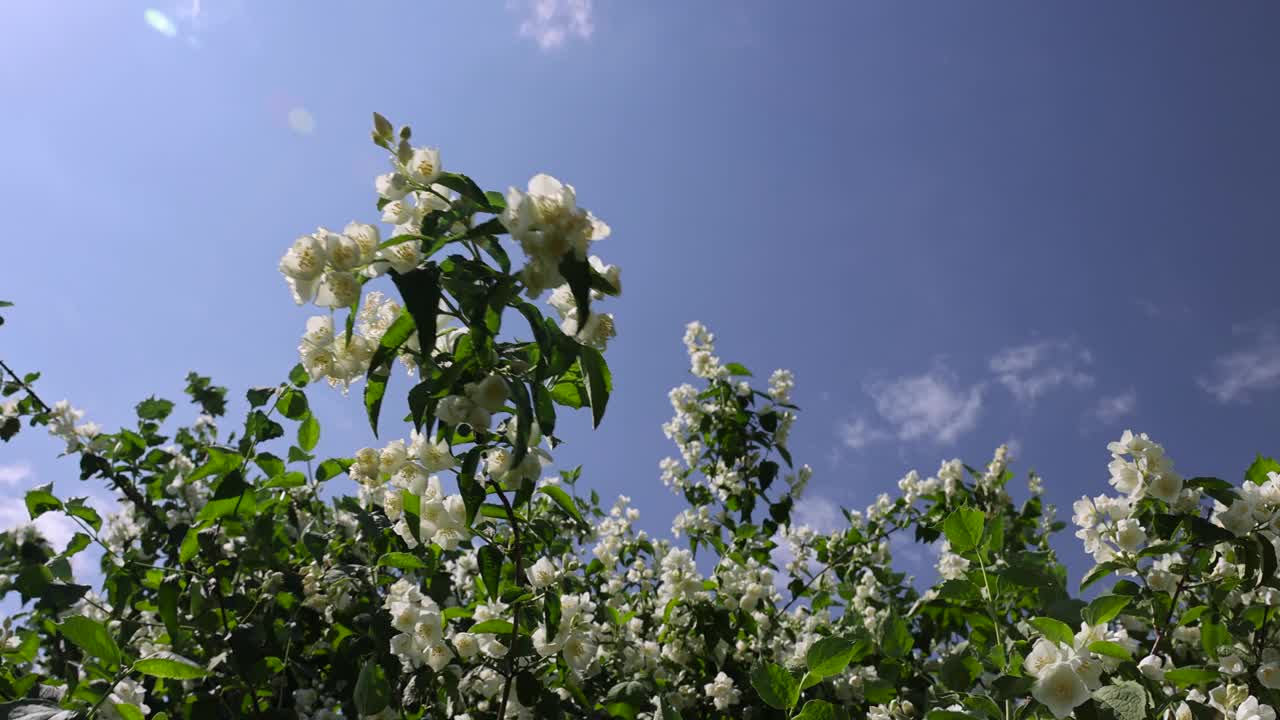 盛开的白色茉莉花在春天的季节视频素材