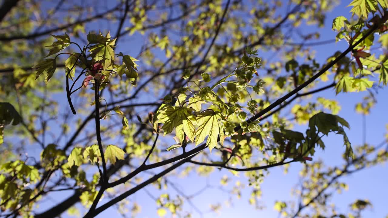 春天枫树上的绿叶开花了视频素材