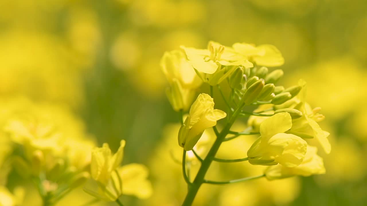 开花的油菜籽作物，黄色花朵的特写视频素材