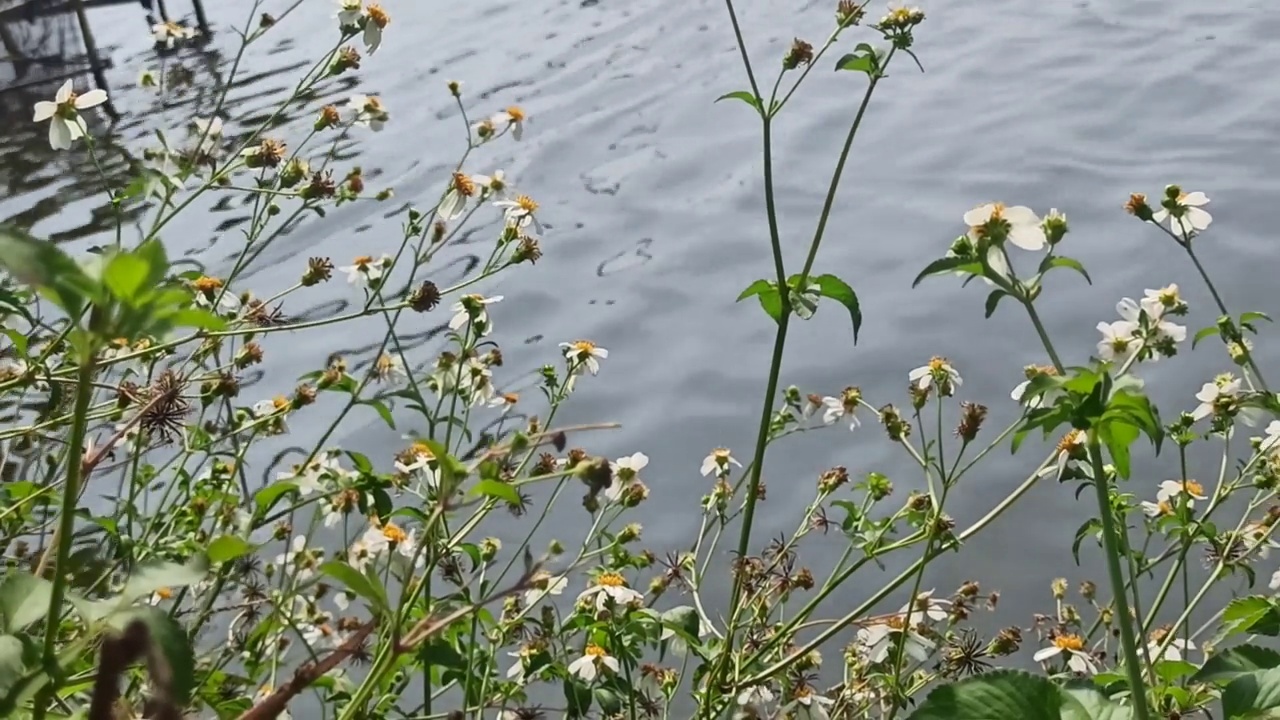 洋甘菊花卉视频素材