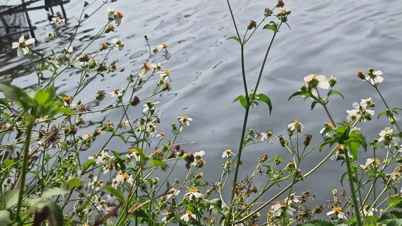 洋甘菊花卉视频素材