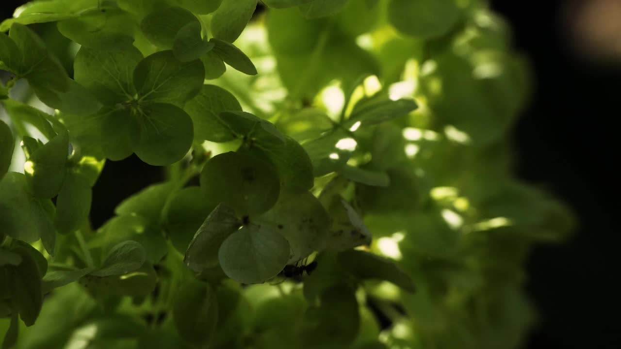 微距慢动作视频黑蚂蚁走过花园花视频素材