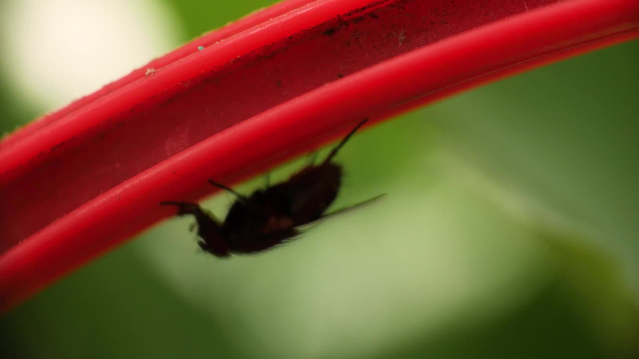 小灰苍蝇环顾四周，抓挠头部微距慢动作视频拍摄视频素材