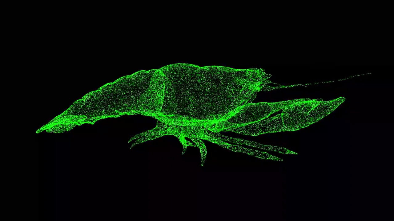 3D cryfish旋转黑色bg。餐馆的美味。海鲜市场野生动物概念。用于标题，文本，演示。由闪闪发光的微粒构成的物体。3d动画60 FPS。视频素材