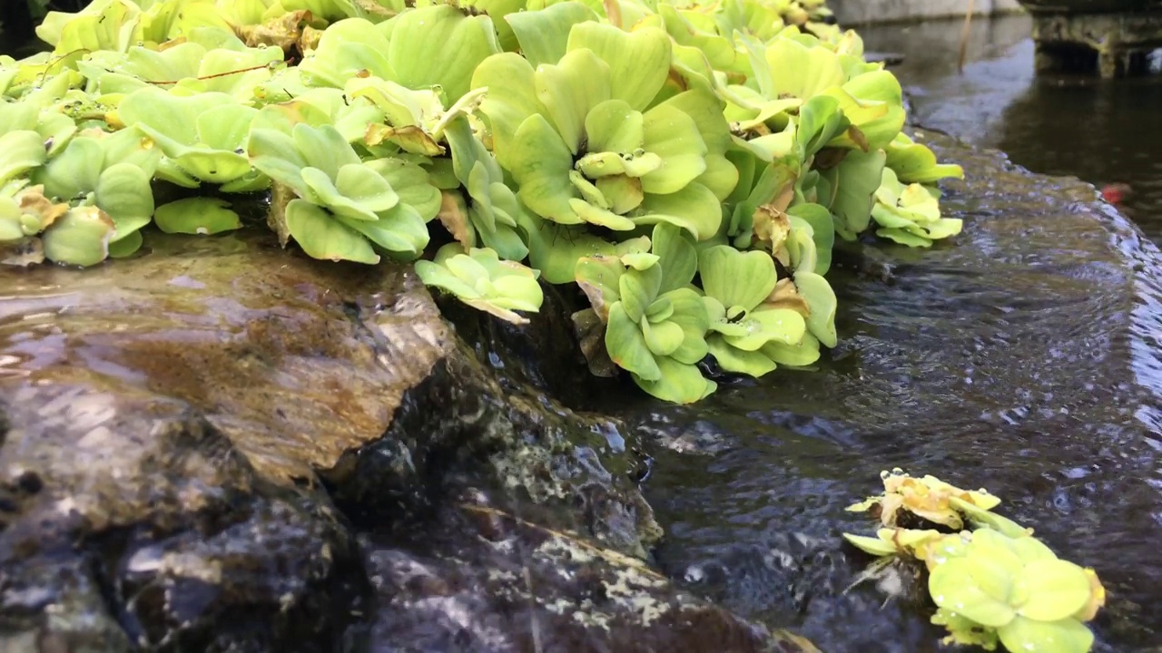 有水流过的水生植物视频下载