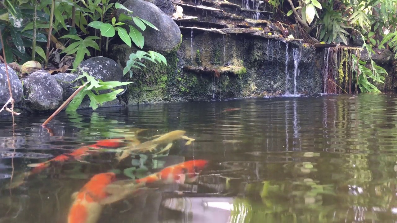 鱼塘里潺潺流水视频下载