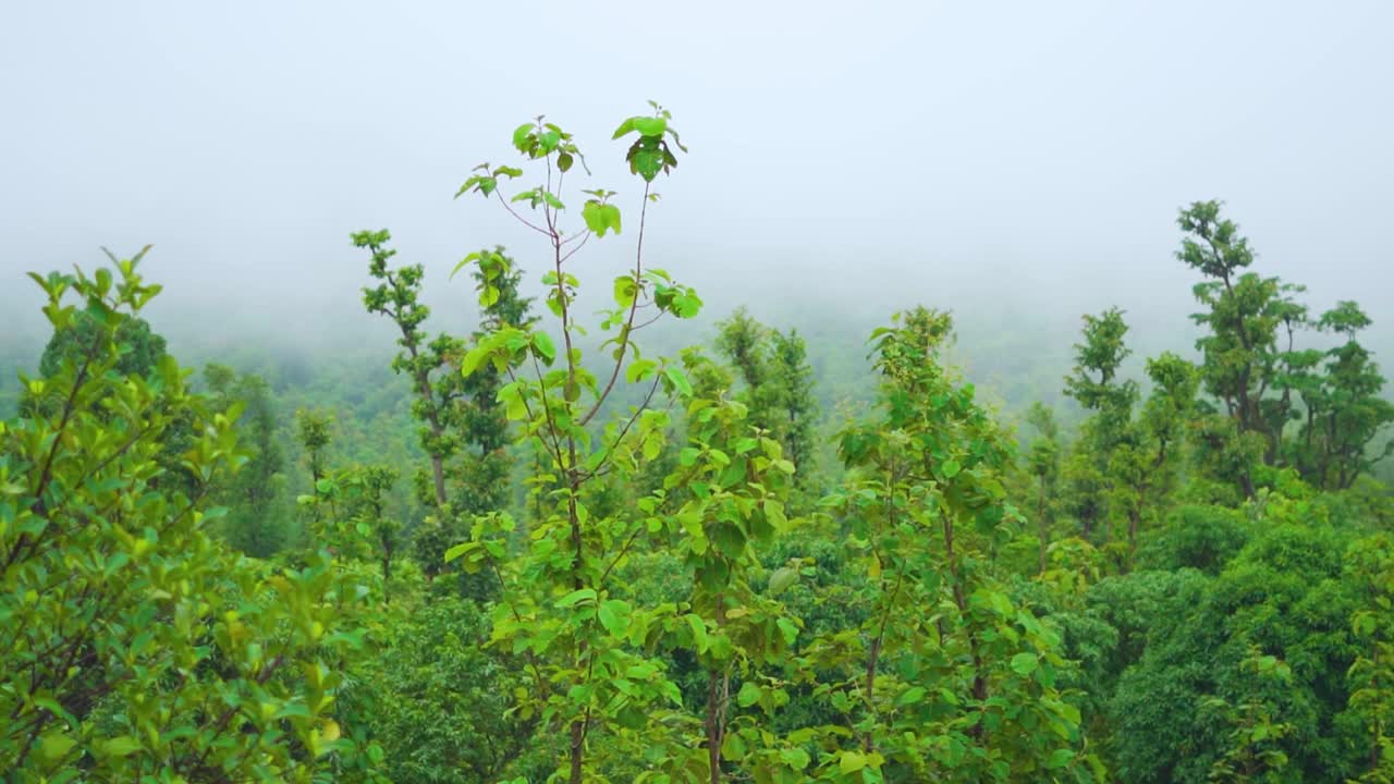 在印度古吉拉特邦的萨亚德里山脉的萨普塔拉，郁郁葱葱的绿色森林后面的云。印度季风季节，西部高止山脉山上的绿树。自然背景。视频素材