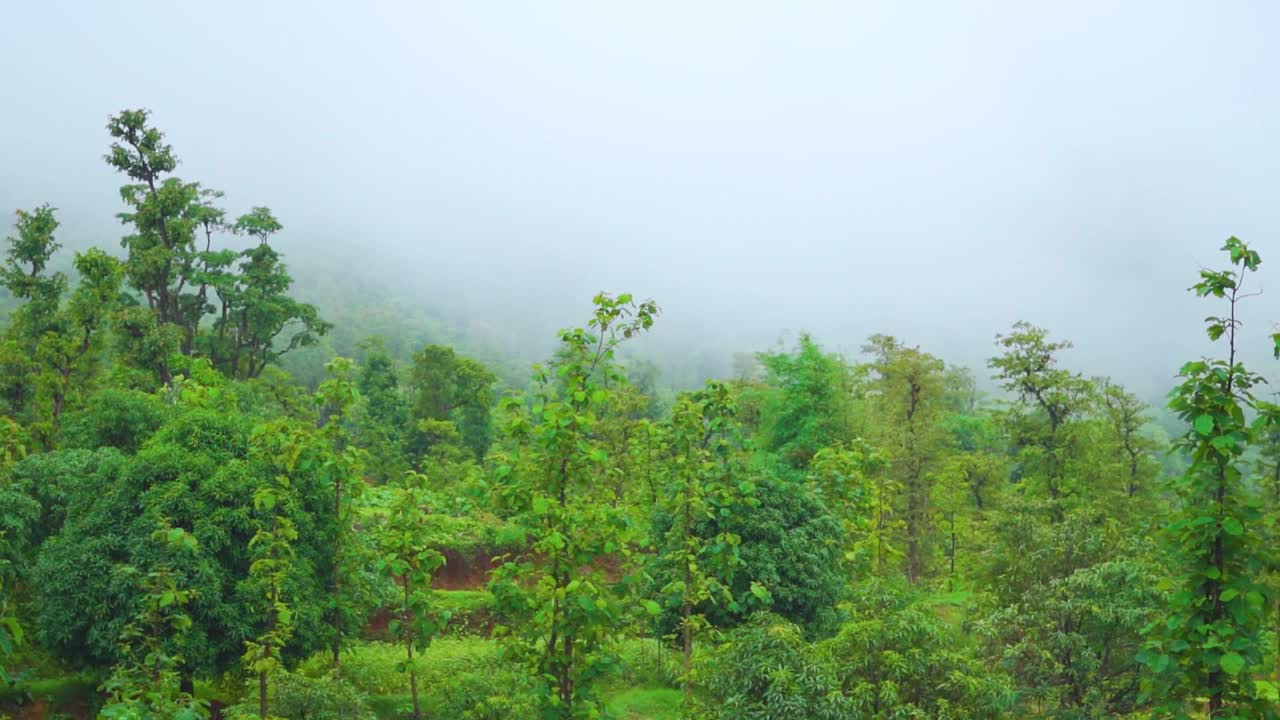 在印度古吉拉特邦的萨亚德里山脉的萨普塔拉，郁郁葱葱的绿色森林后面的云。印度季风季节，西部高止山脉山上的绿树。自然背景。视频素材