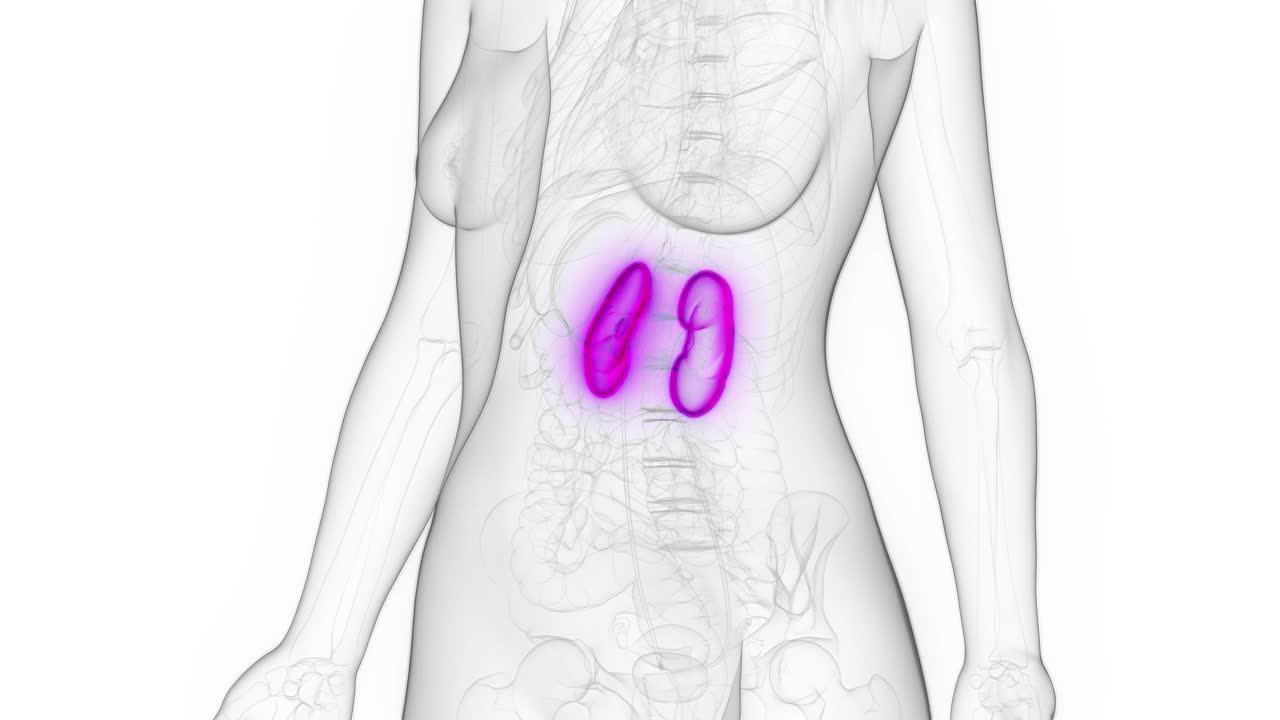 女性肾脏的动画视频素材