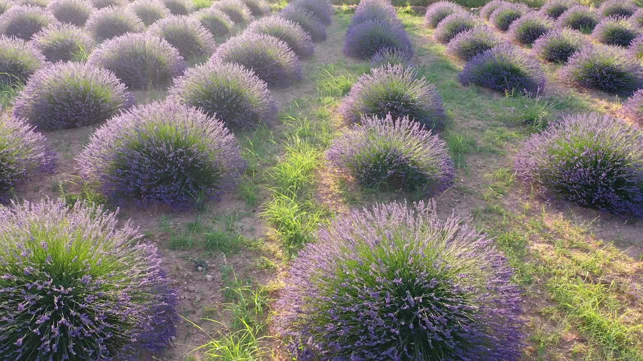 日落时的薰衣草田，许多薰衣草丛，鸟瞰图。视频素材