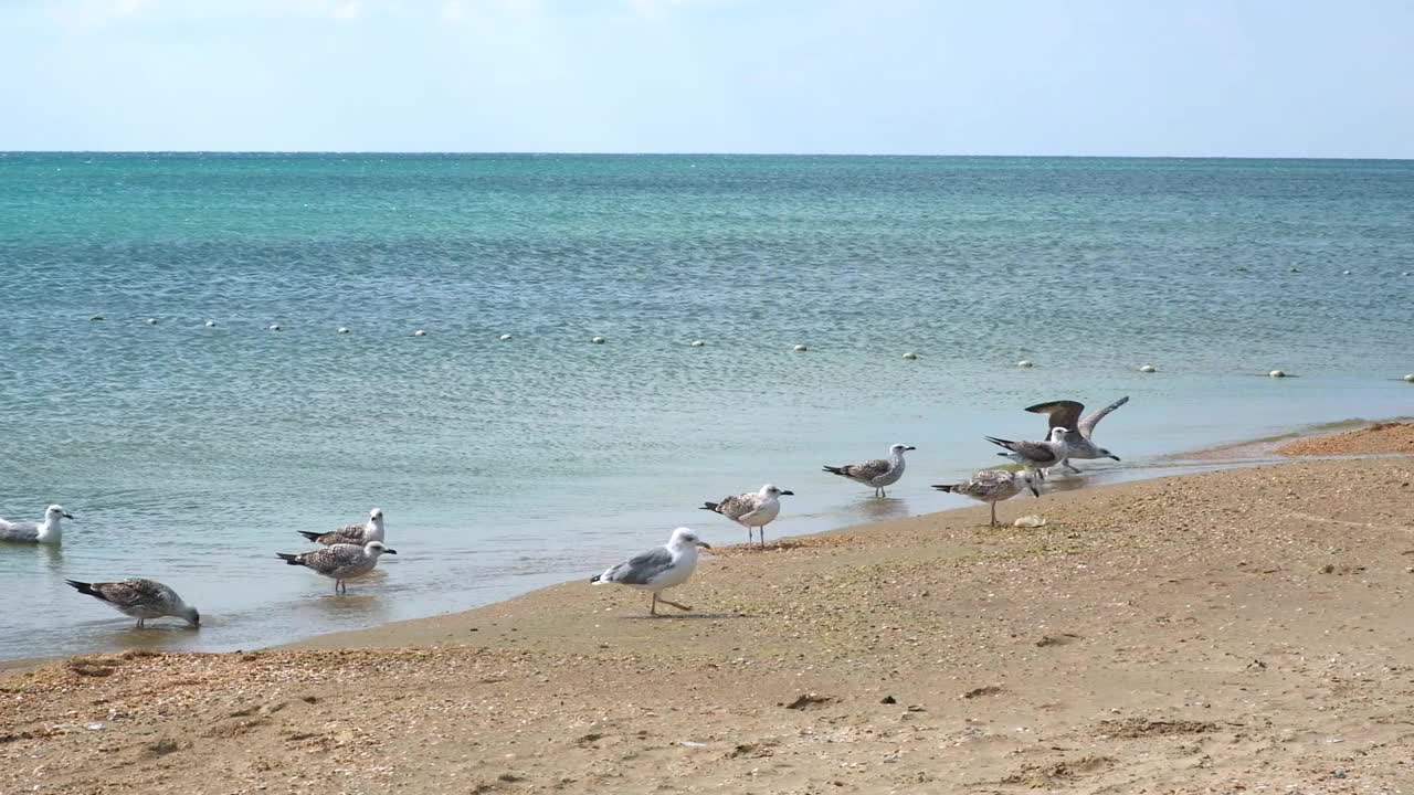 灰海鸥在海边漫步，寻找食物。Larus cachinnans。Fulmarus glacialis。Larus Fuscus视频素材