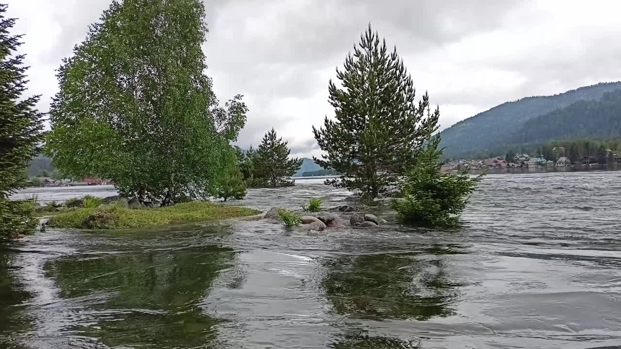 山间湖泊的激流在春天的洪水中淹没了幼雪松的根和部分树干。视频素材