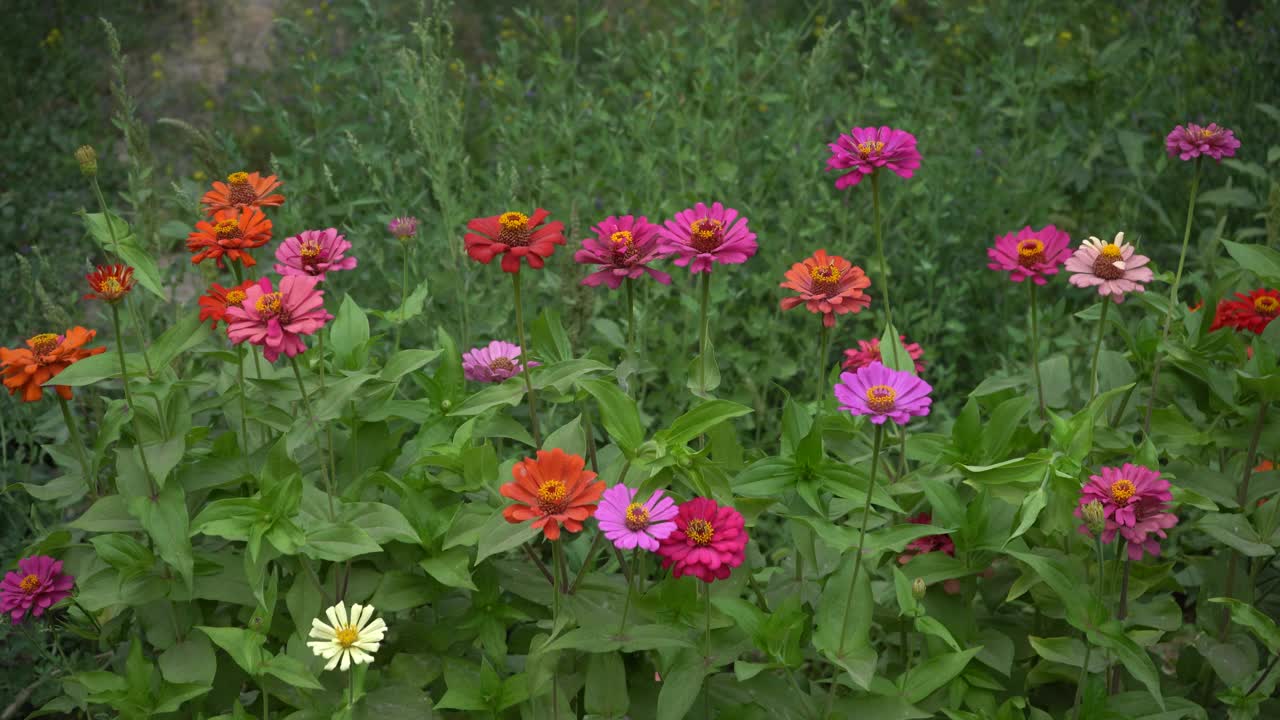 乌兹别克斯坦花园里美丽的花朵视频素材