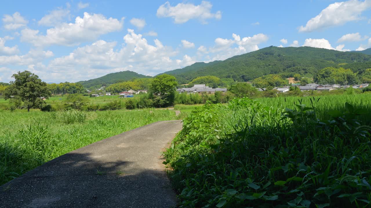 乡村里美丽的稻田景色视频素材