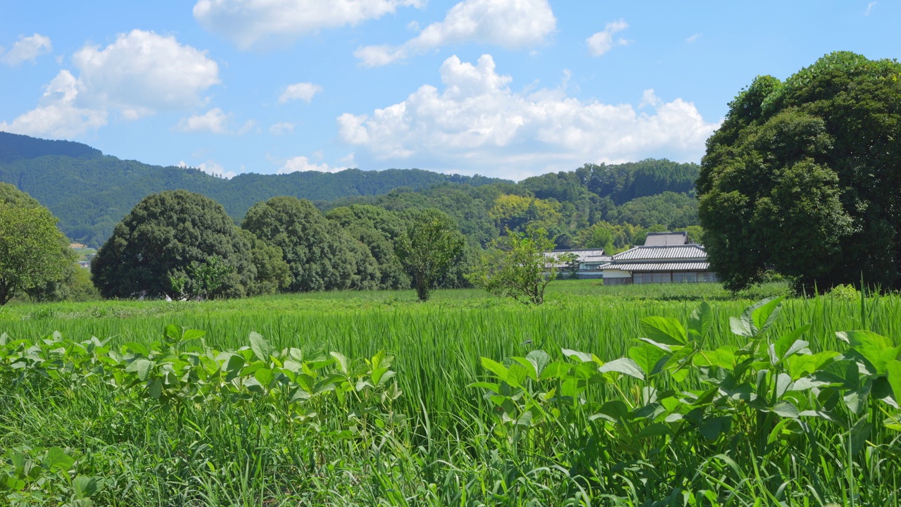 乡村里美丽的稻田景色视频素材