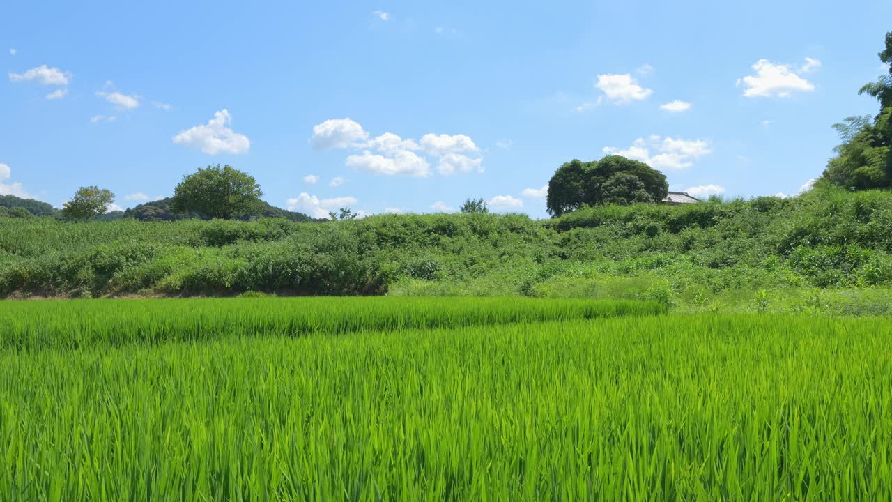 乡村里美丽的稻田景色视频素材