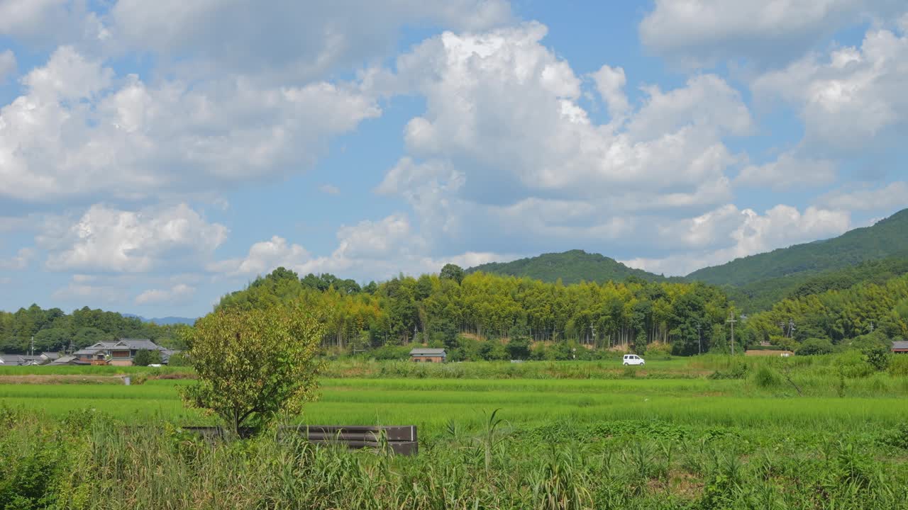 乡村里美丽的稻田景色视频素材