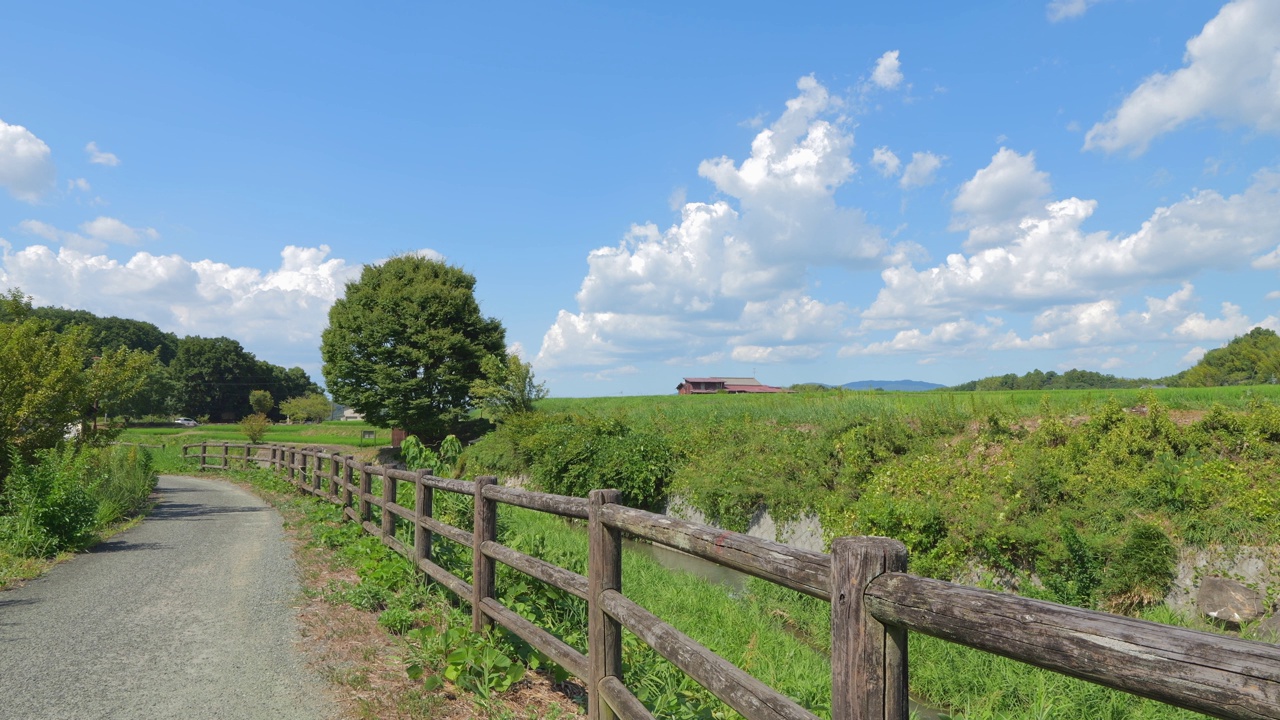 乡村里美丽的稻田景色视频素材