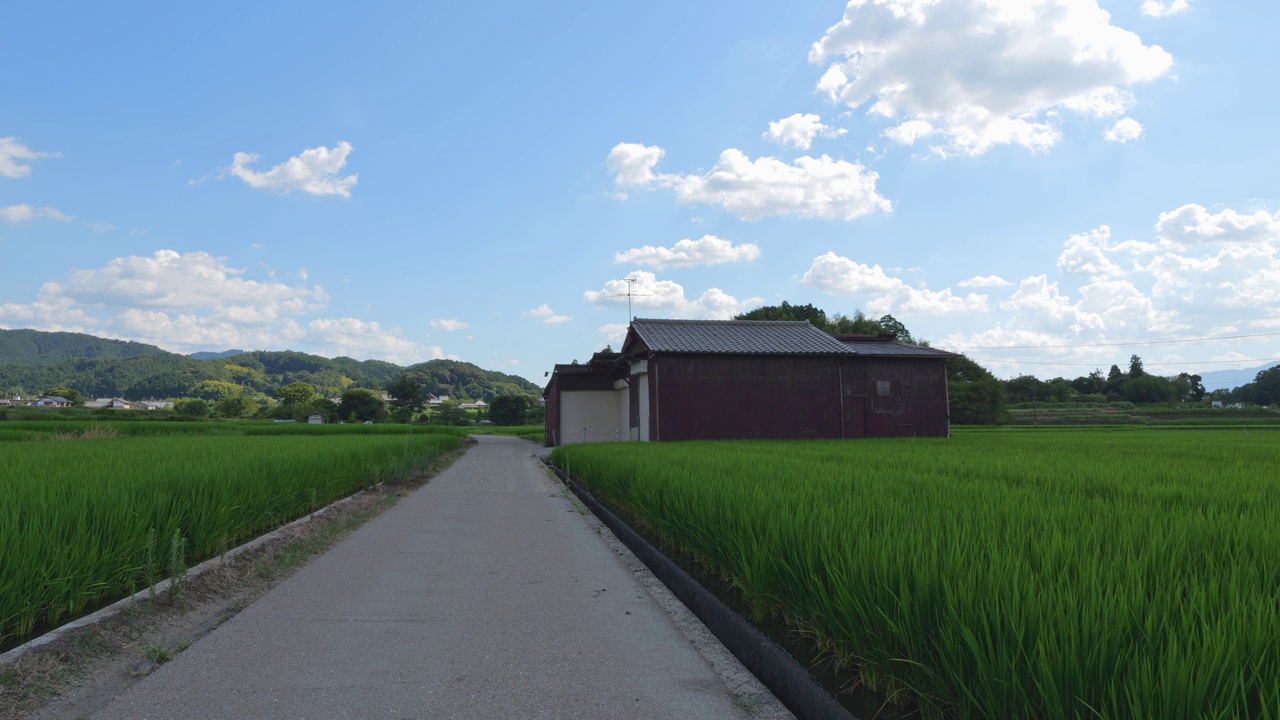 乡村里美丽的稻田景色视频素材