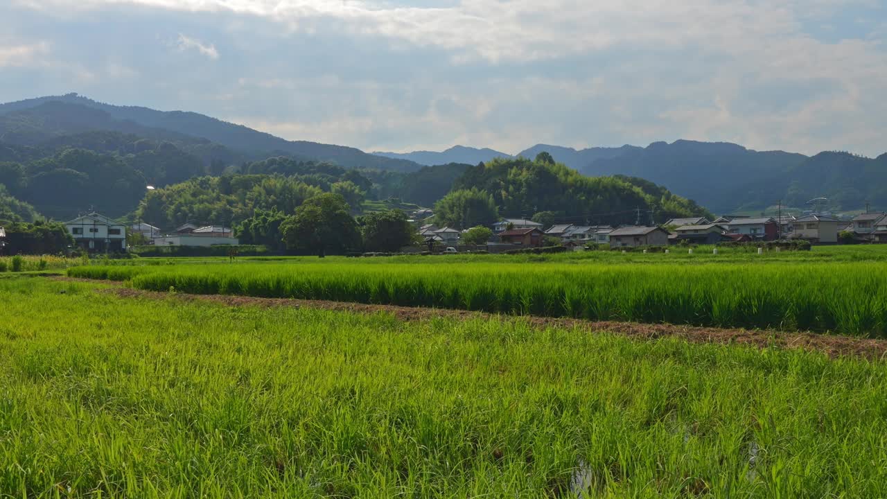 乡村里美丽的稻田景色视频素材