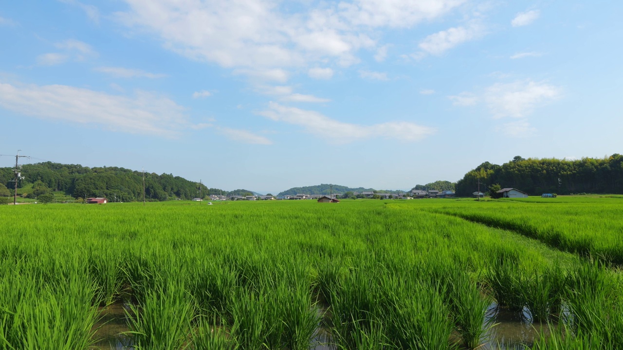 乡村里美丽的稻田景色视频素材