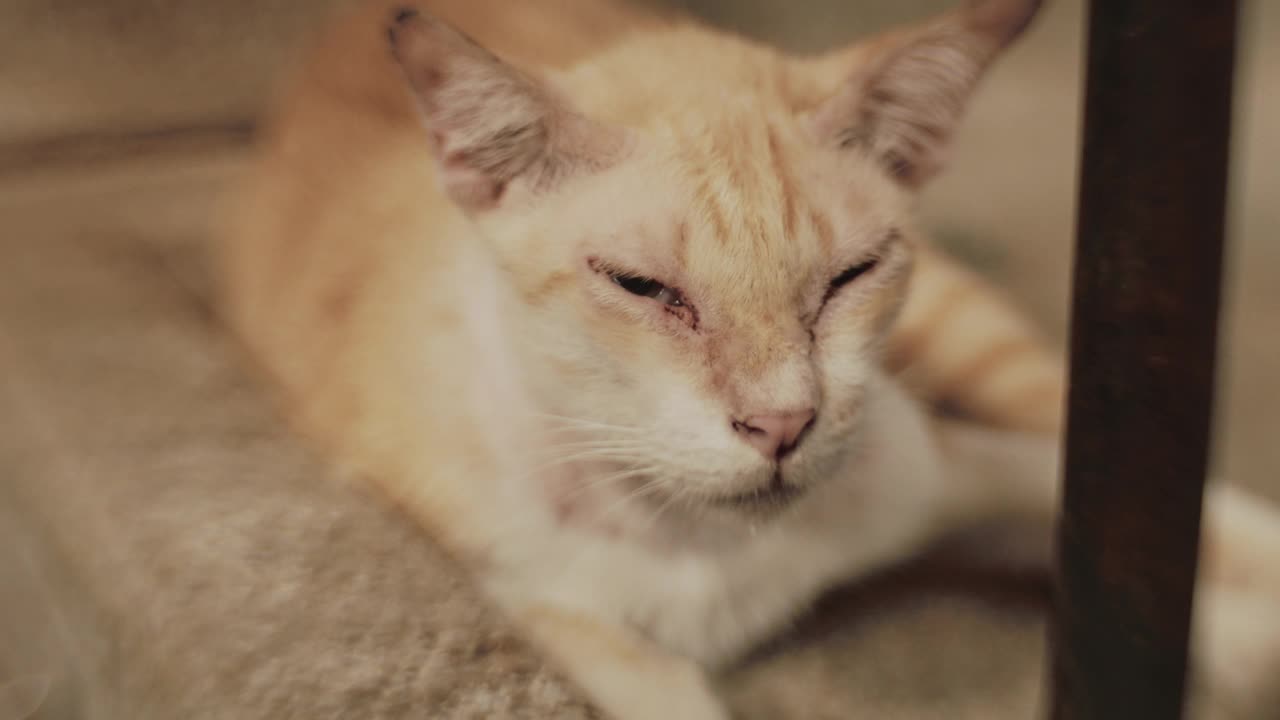 肮脏的流浪猫视频素材