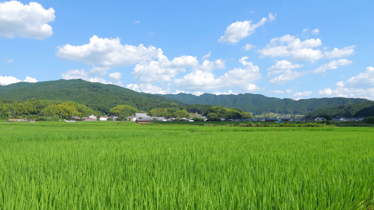 乡村里美丽的稻田景色视频素材