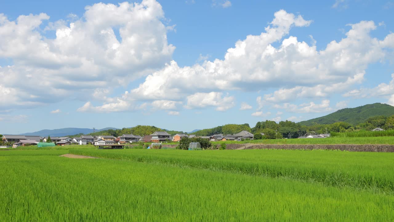 乡村里美丽的稻田景色视频素材