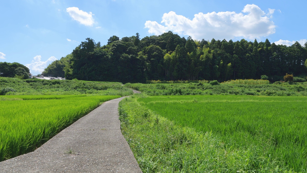 乡村里美丽的稻田景色视频素材